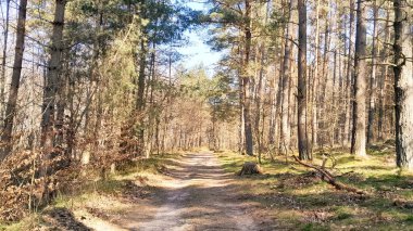 Ormanda ilkbahar. Kuzey Polonya 'nın doğası kıştan sonra uyanıyor. Kashubia 'nın Güzeli.