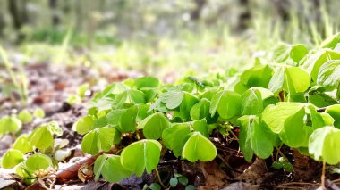 Genç yonca bitkileri kıştan sonra uyanıyor. Bahar doğasının güzelliği.