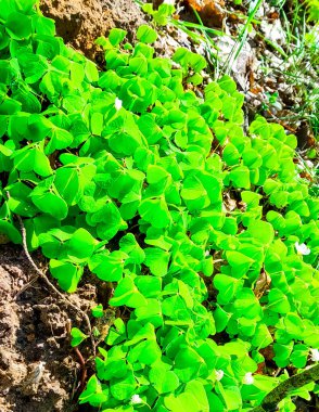 Genç yonca bitkileri kıştan sonra uyanıyor. Bahar doğasının güzelliği.