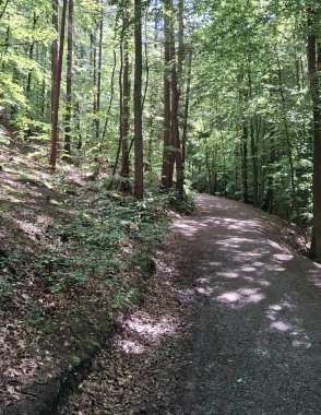 Kuzey Polonya 'da vahşi orman. Tricity Peyzaj Parkı.