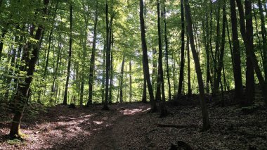 Kuzey Polonya 'da vahşi orman. Tricity Peyzaj Parkı.