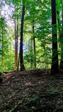 Kuzey Polonya 'da vahşi orman. Tricity Peyzaj Parkı.
