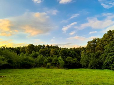 Ormanın ortasında bir çayır olsa ne güzel olurdu. Kuzey Polonya 'da dondurucu bahar.