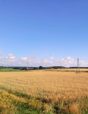 Yazın sonunda Kashubian tarlası. Kuzey Polonya 'da tarım.