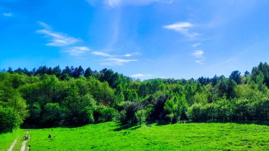 Ormanın ortasında bir çayır olsa ne güzel olurdu. Kuzey Polonya 'da dondurucu bahar.