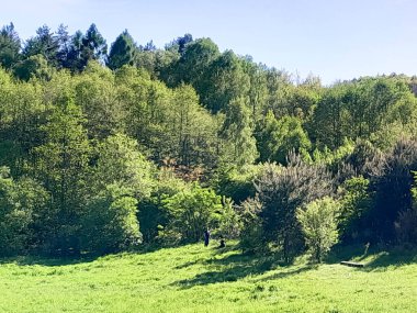 Ormanın ortasında bir çayır olsa ne güzel olurdu. Kuzey Polonya 'da dondurucu bahar.