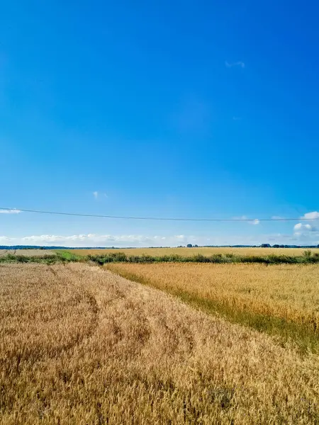 Yazın sonunda Kashubian tarlası. Kuzey Polonya 'da tarım.