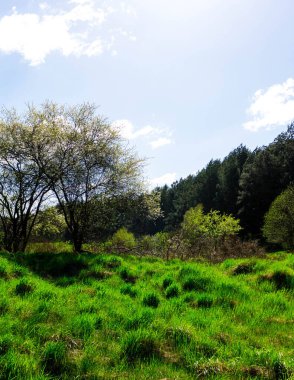 Güzel Kashubia manzarası. Kuzey Pland. Doğanın güzelliği.