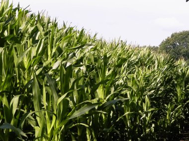 Yazın başında mısır tarlası. Tarım kavramı.