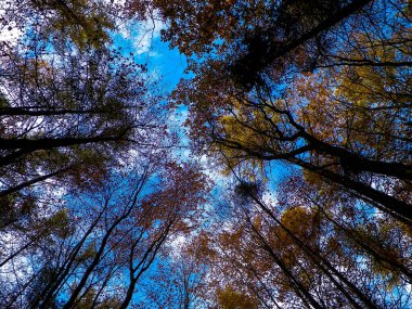 Orman, sonbahar ağaçları mavi gökyüzüne karşı. Altın sonbahar, kopyalama alanı. Soyut filtre tonu