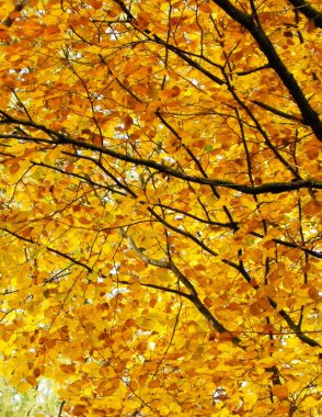 Doğada sarı yapraklı dallar. Ormanda altın sonbahar, kopyalama alanı.