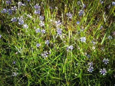 Çiçekli çayır, doğal arka plan olarak. Yaz doğası kavramı.