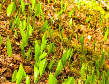 Yaz doğayı uyandırıyor. Yaz ormanlarında yetişen yeşil bitkiler.