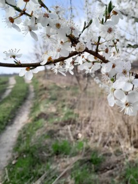 Yaz doğasını uyandırmak. Çiçekler açan elma ağacı..