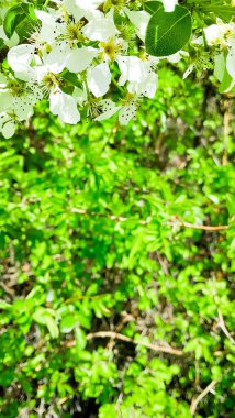 Ağaç dalındaki elma çiçeklerini kapat. Uzayı doğal arkaplanda kopyala.