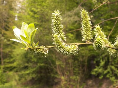 Bahara yakın, ağaçta tomurcuklanan tomurcuklar. Doğa arkaplanı.