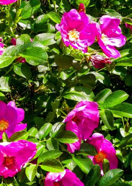 Doğal arka plan olarak pembe kır çiçeği. Doğanın güzelliği.