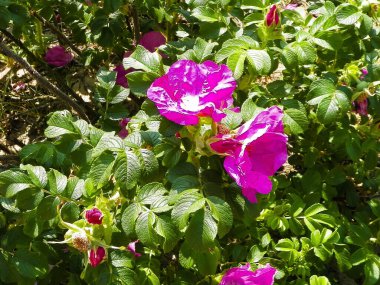 Doğal arka plan olarak pembe kır çiçeği. Doğanın güzelliği.