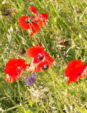 Doğal arka plan olarak haşhaş çiçekleriyle dolu bir çayır. Doğanın güzelliği