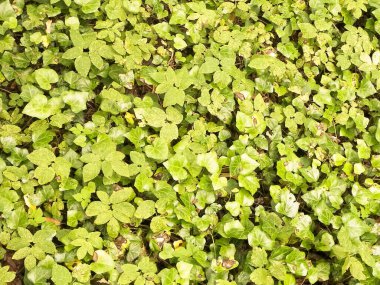 Yeşil sarmaşık doğal bir arka plan. Doğal fenomen.