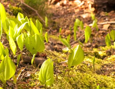 Bahar başlangıcında doğa uyanıyor. Bitki yetiştiren yapraklar.