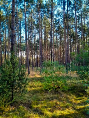 Güneşli bir günde vahşi orman. Kuzey Polonya 'nın şaşırtıcı doğası.