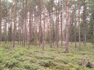 Tuchola Ormanı 'nda yürüyorum. Kuzey Polonya 'nın saf doğası. Seyahat ve doğa kavramı.