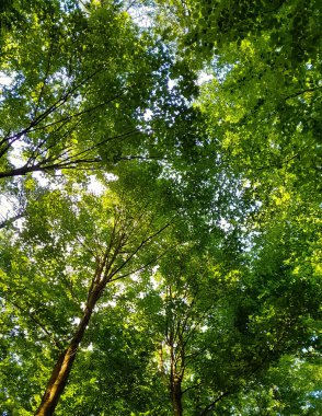 Doğal bir arka plan olarak yeşil dallar. Kopyala uzayı, vahşi orman.