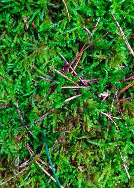 Yeşil orman yosunlarını doğa arka planı olarak kapatın..