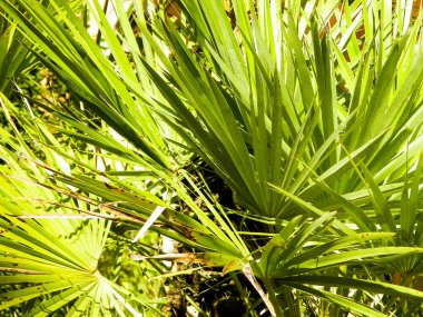 Agave bitkisinin yakınına. Tropikal çöl doğası.