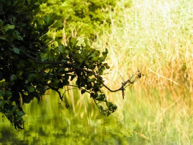 Dal ve gölet suyunu doğa arka planı olarak kapatın. Kopyalama alanı, Balkan doğa kavramı.