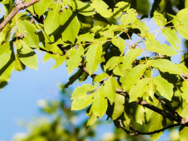 Dal ve yeşil yaprakların kapatıldığı Balkan florası, Galiçya Ulusal Parkı, Makedonya.
