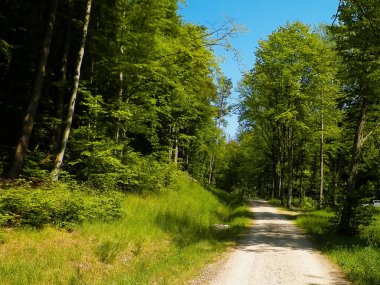 Kashubia 'da ormanın üzerindeki yol. Polonya. Kuzey Polonya 'nın güzel doğası.