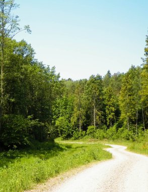 Kashubia 'da ormanın üzerindeki yol. Polonya. Kuzey Polonya 'nın güzel doğası.