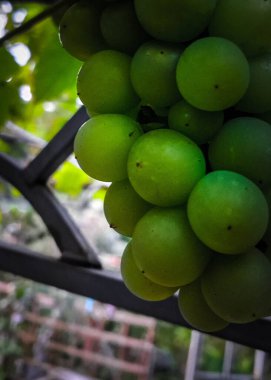 Doğal arka plan olarak üzüm meyveleri. Tarım.