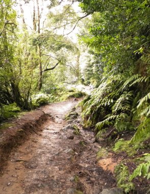 Tropikal ormanın manzarası. Sao Miguel Azores. Sao Miguel, Atlantik Okyanusu 'ndaki en büyük Azores takımadası adasıdır. Janela do Inferno Doğal Rezerv.