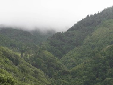 Sao Miguel Adası 'ndaki tropik orman. Doğanın güzelliği. Egzotik adanın keşfi.