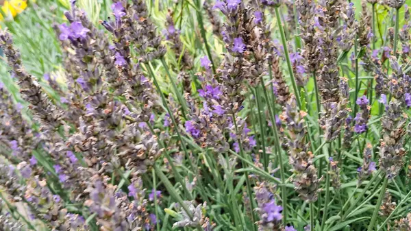 Çiçek açan lavanta çiçeklerini kapat.