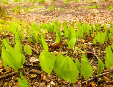 Bahar başlangıcında doğa uyanıyor. Bitki yetiştiren yapraklar.