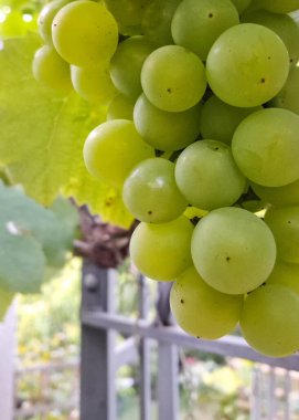 Doğal arka plan olarak üzüm meyveleri. Tarım.