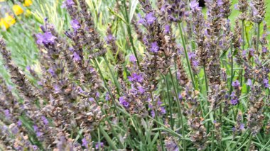 Çiçek açan lavanta çiçeklerini kapat.
