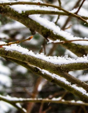 Ağaç dalında taze kar. Kış mevsimi doğası.
