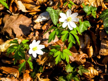 Baharın başında büyüyen küçük beyaz bahar çiçeği. Doğa kıştan sonra uyanıyor..
