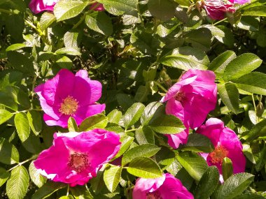 Doğal arka plan olarak pembe kır çiçeği. Doğanın güzelliği.