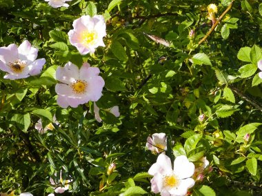 Baharın başında beyaz kır çiçeği. Doğal arkaplan.