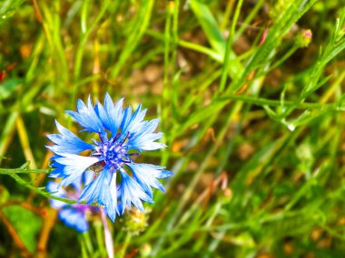 Mavi iris çiçeğine yaklaş. Doğal arka plan. Doğanın güzelliği.