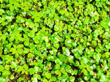 Yeşil sarmaşık doğal bir arka plan. Doğal fenomen.