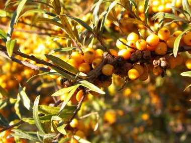 Pyracantha M. Roem 'a yakın. Doğa geçmişi olarak. Pyracantha 'nın adı da Soleil d' Or. Meyve ve yaprakları yenilebilir ve Çin tıbbında kullanılır..