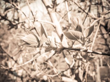Dal üzerinde yeşil yapraklar büyüyor. Bahar mevsimi doğası. Soyut filtre tonu.