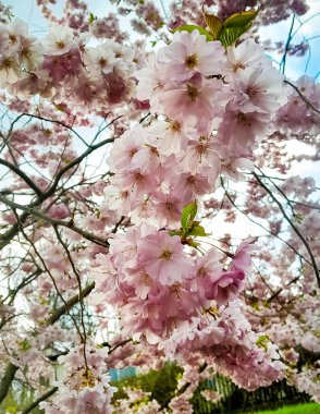 İlkbaharın başlarında erik ağacı çiçekleri. Doğanın güzelliği.